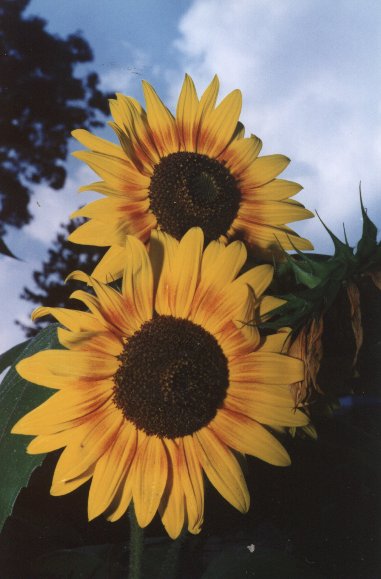 sunflowrs